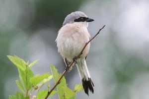 Lanius collurio on a branch photo