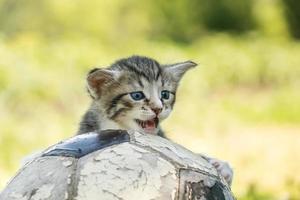 kitten with a soccer ball photo