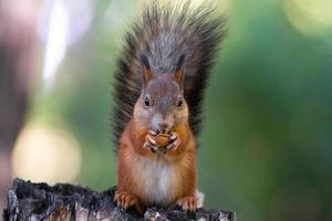 squirrel on the tree photo