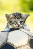 kitten with a soccer ball photo