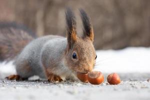 ardilla mordisquea nueces en la nieve foto