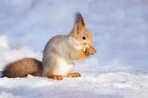 squirrel snow winter photo