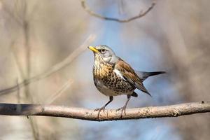 Turdus pilaris on a branch photo