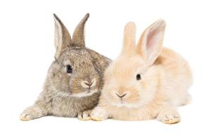 rabbit on a white background photo