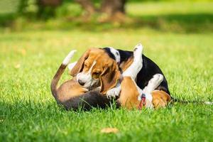 Dog beagle on the grass photo