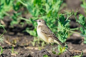 Motacilla flava on the ground photo