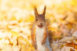 Squirrel in the autumn park photo