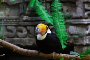 Ramphastos toco at the zoo photo