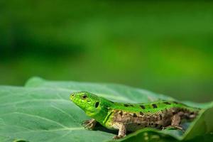 Green lizard in the grass photo