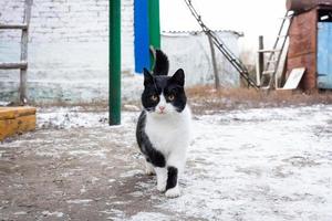 pueblo de gatos invierno foto