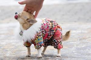 Chihuahua suit in winter photo