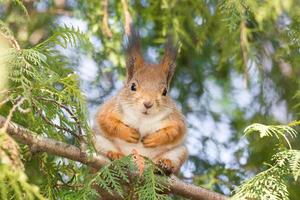 red squirrel on a tree photo