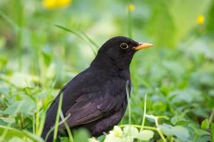 Turdus merula on the grass photo