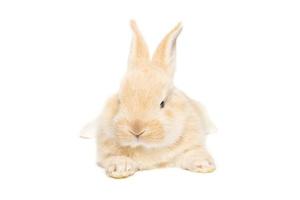 rabbit on a white background photo