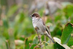 Sparrow sitting on a branch of lilac photo