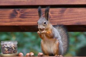 squirrel on a branch photo