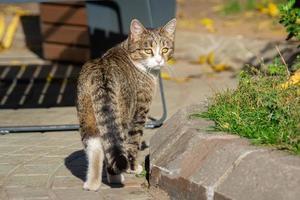 gato gris en la naturaleza foto