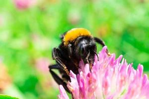 bumblebee on a clover photo
