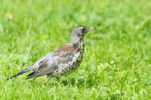 Thrush grasslander on the grass photo