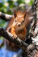 ardilla en el parque de otoño foto