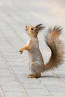 red squirrel on a branch in autumn photo