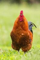 gallo en la hierba foto