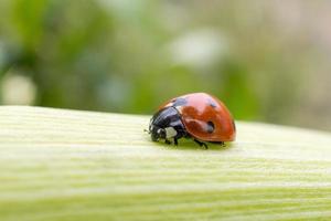 Ladybird on a sheet of corn photo