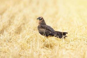 Circus pygargus on the wheat field photo