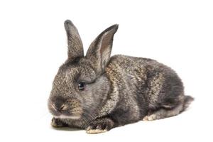 rabbit on a white background photo