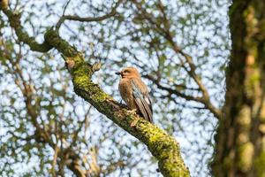 Garrulus glandarius on a branch photo