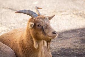 goat in nature photo