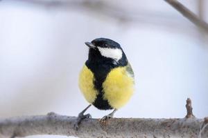 el parque de aves en invierno foto