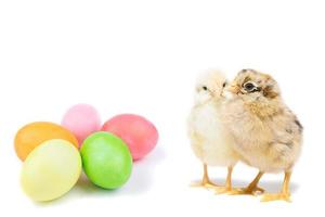 pollito de pascua y huevos pintados foto