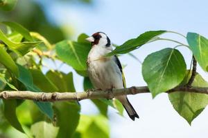 goldfinch on a branch photo