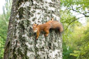 squirrel on a branch photo