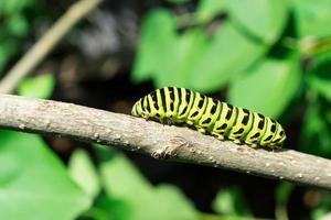 Green caterpillar on lilac leaf photo