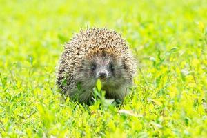 hedgehog on the grass photo