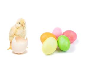 Easter chick and painted eggs photo