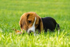 perro beagle en la hierba foto