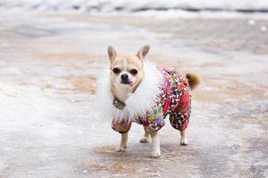 Chihuahua suit in winter