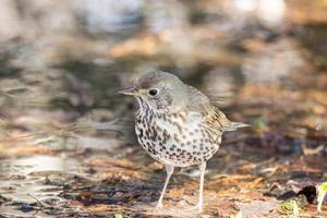 song thrush on the ground photo