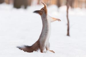 squirrel in the snow photo