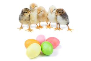 Easter chick and painted eggs photo