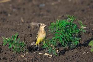 Motacilla flava on grass photo