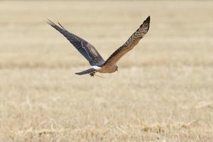 Circus pygargus on the wheat field photo