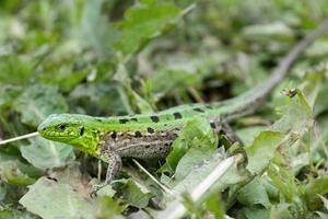 Green lizard in the grass photo