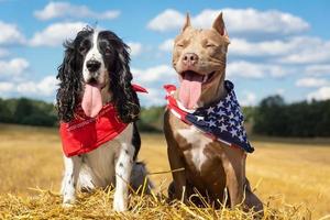 two dogs at a haystack photo