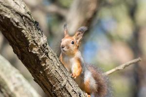 red squirrel on a branch in autumn photo