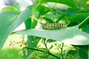 Green caterpillar on lilac leaf photo