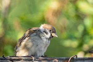 Sparrow on a branch photo